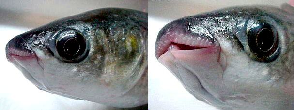 Chelon labrosus_04.jpg